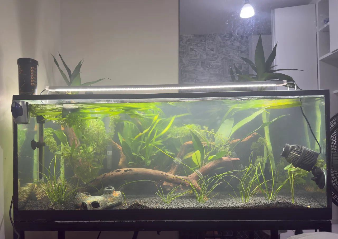 Aquário de 160 litros completo 