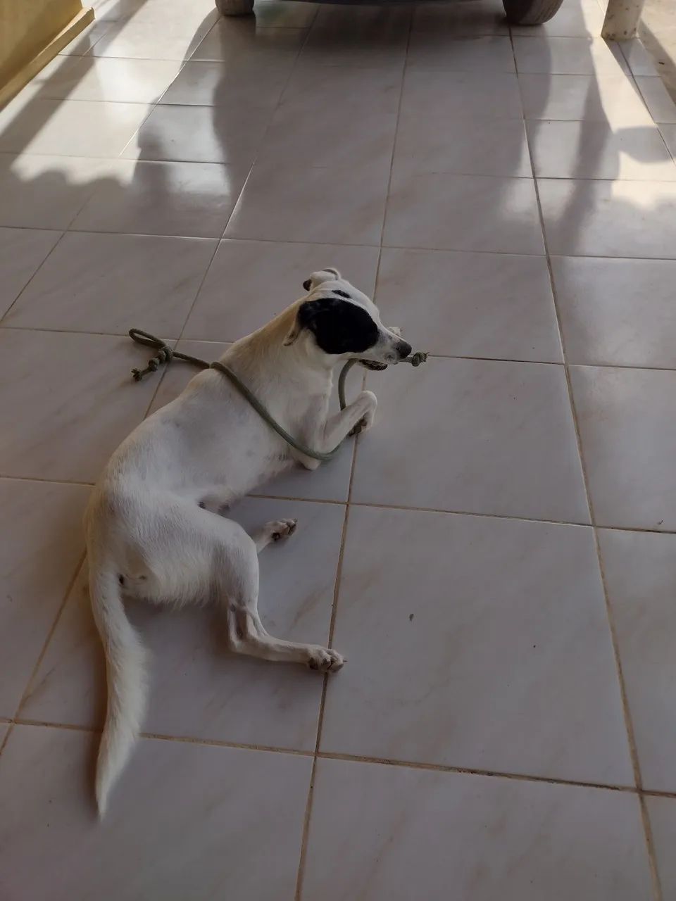 Cachorra pra doação responsável  - Foto 3