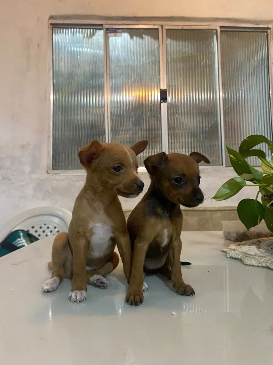 Venda de cachorro  - Foto 2