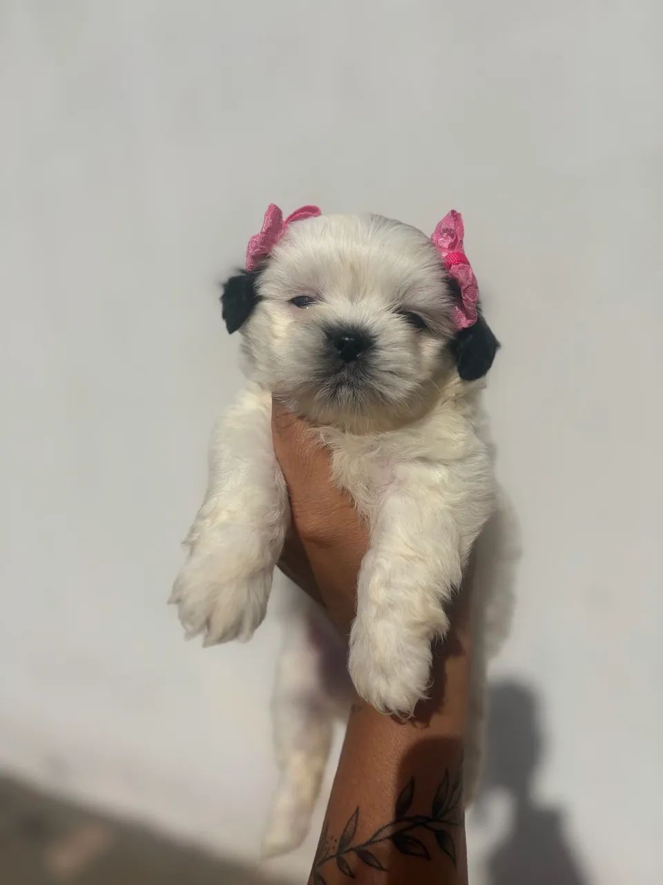 Fêmea shitsu disponível  - Foto 3