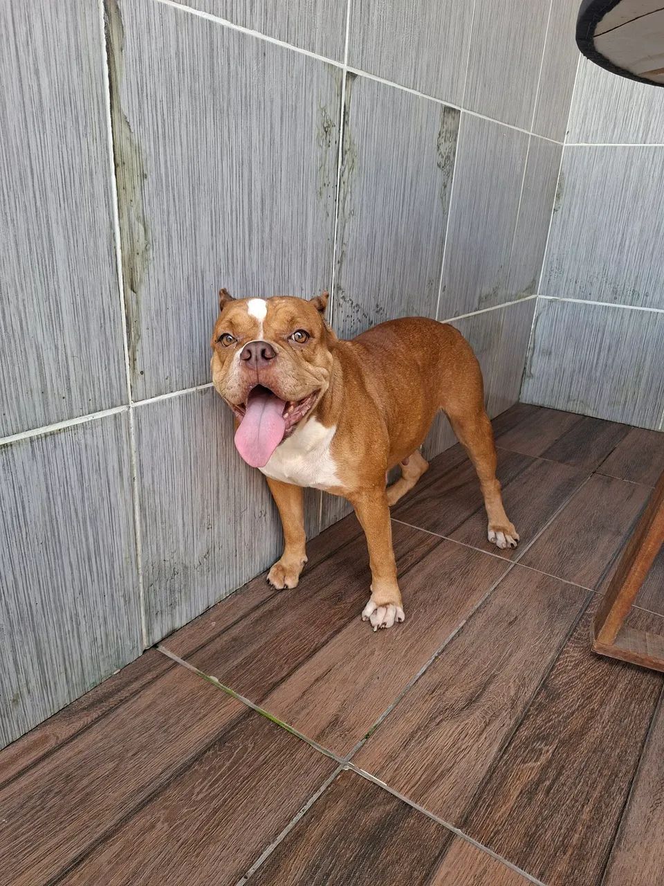 América bully  - Foto 4
