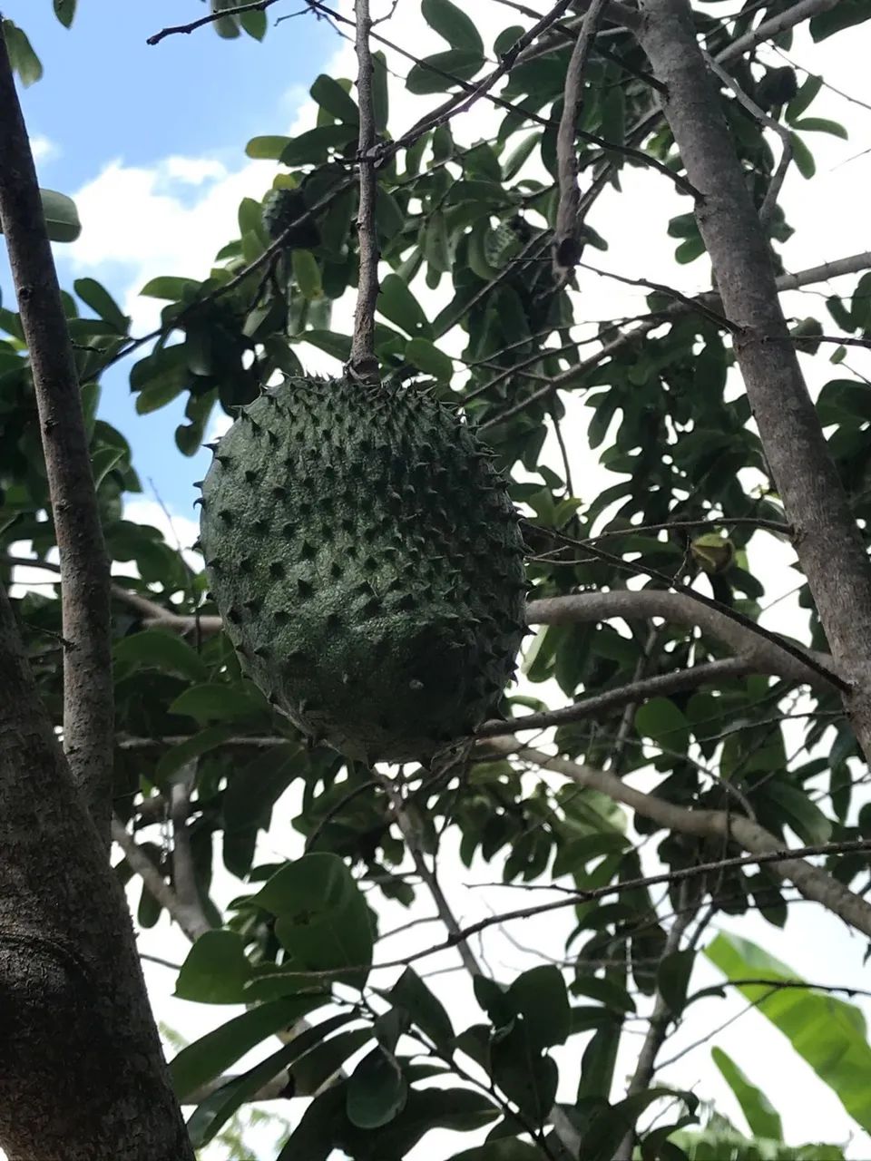 OPORTUNIDADE: Vendo Sitio escriturado perto de Bananeiras(10km) e Borborema (2k) - Foto 3
