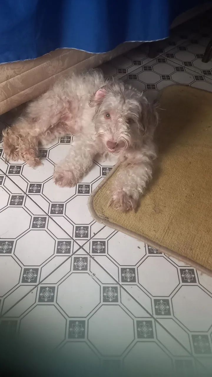 Cachorro  - Foto 2