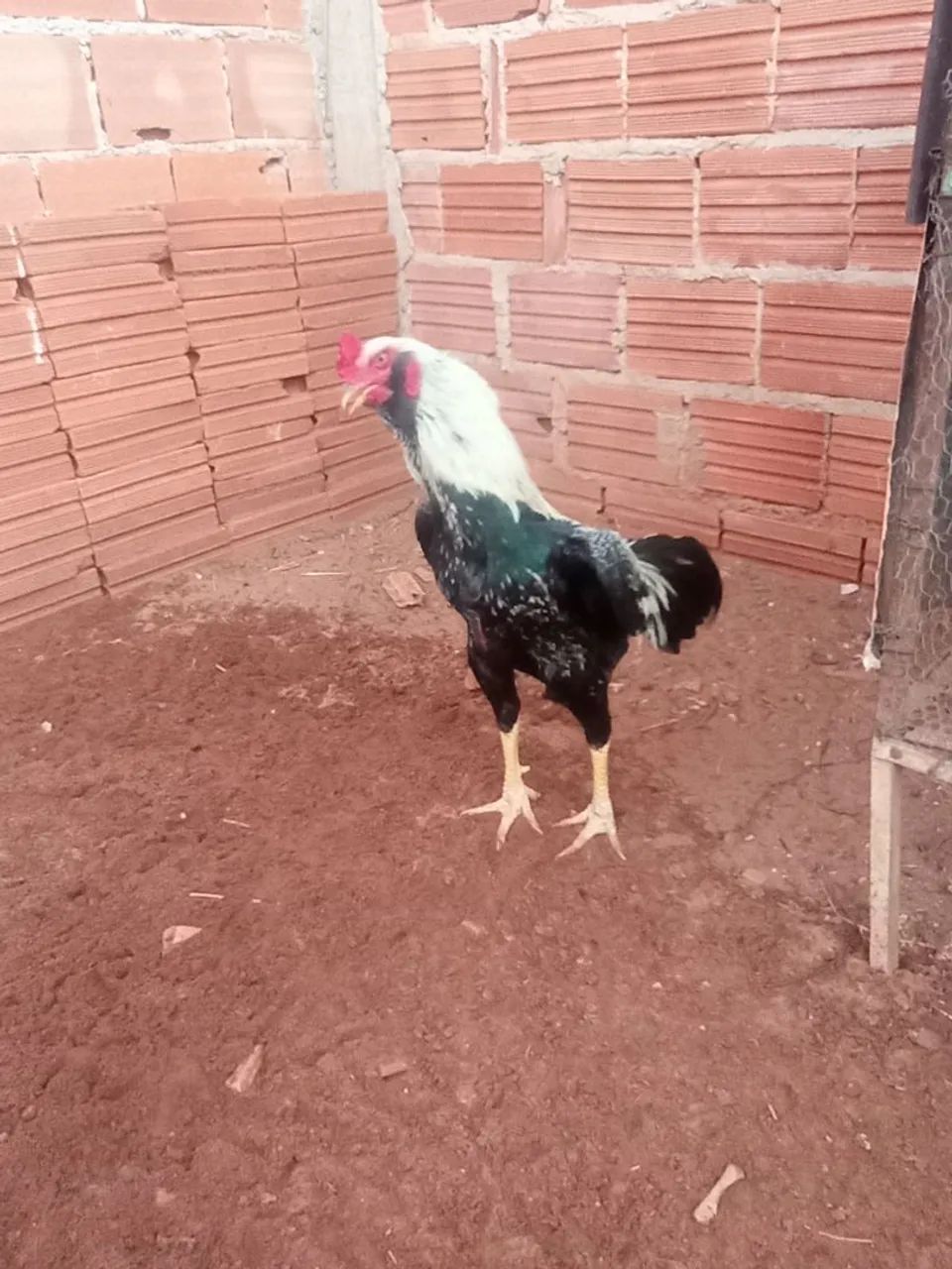 Galo Prata  - Foto 3