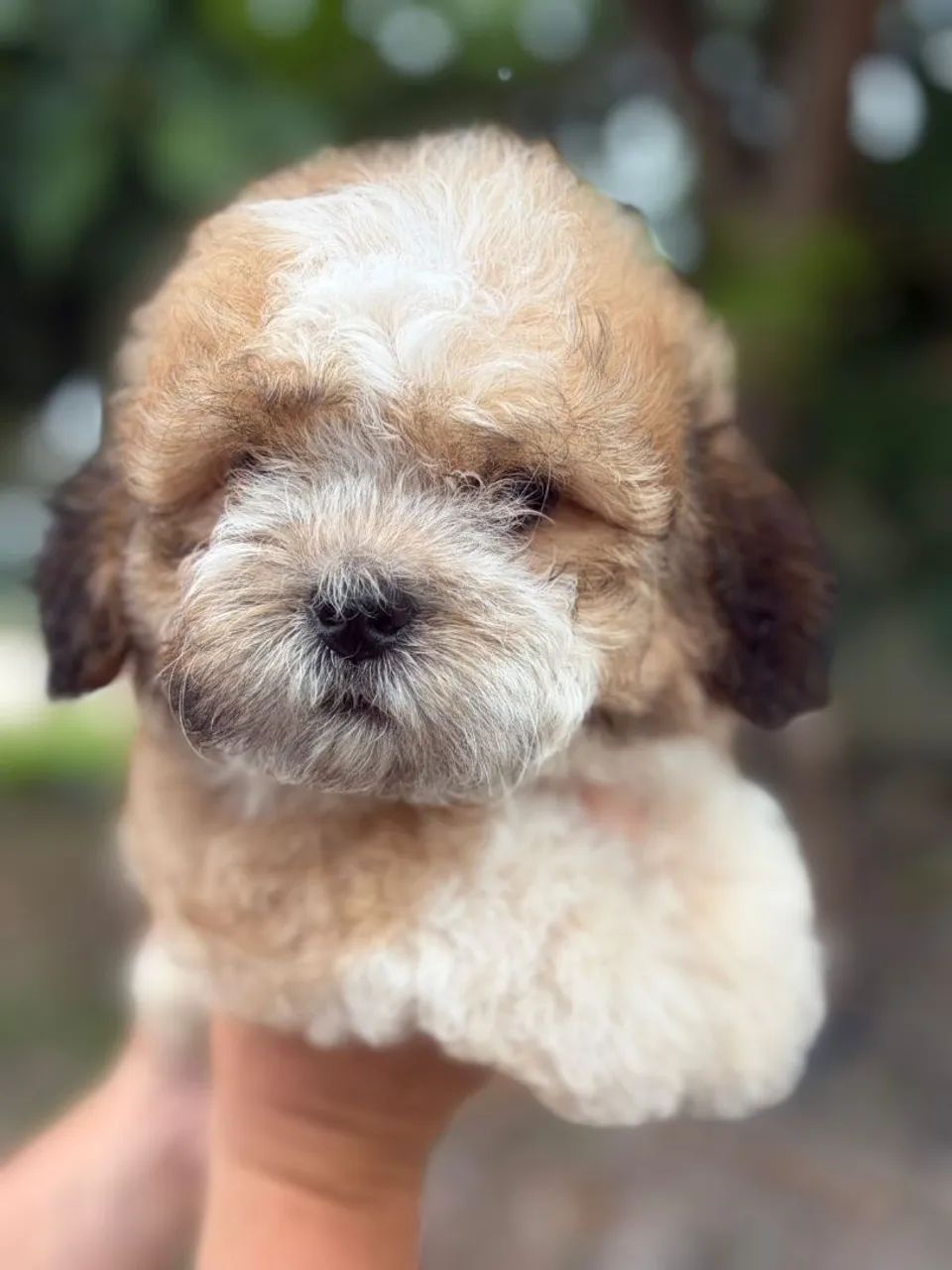 Macho de Shih tzu disponível - Foto 2