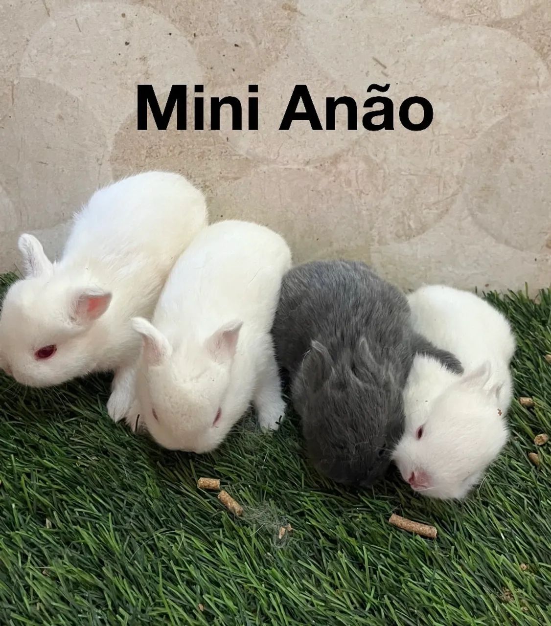 Mini coelhos