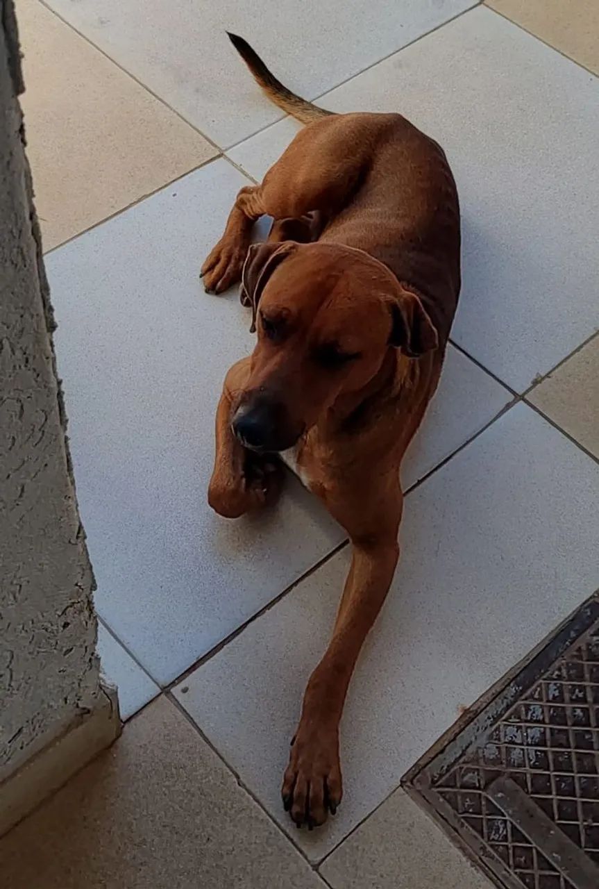 Doação de Caramelo - Foto 2