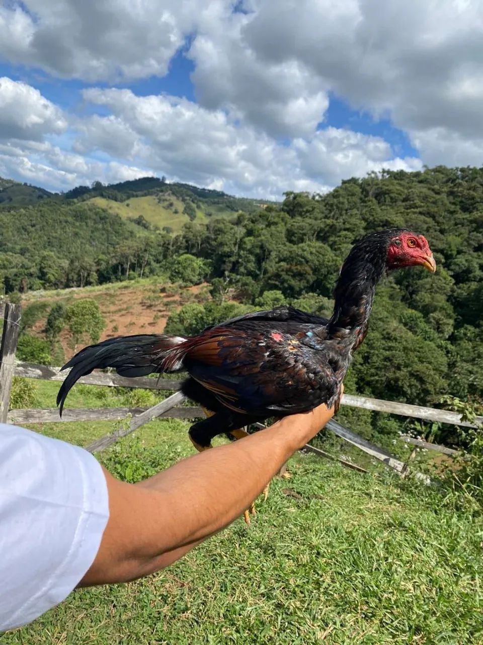 Vendo frango índio 