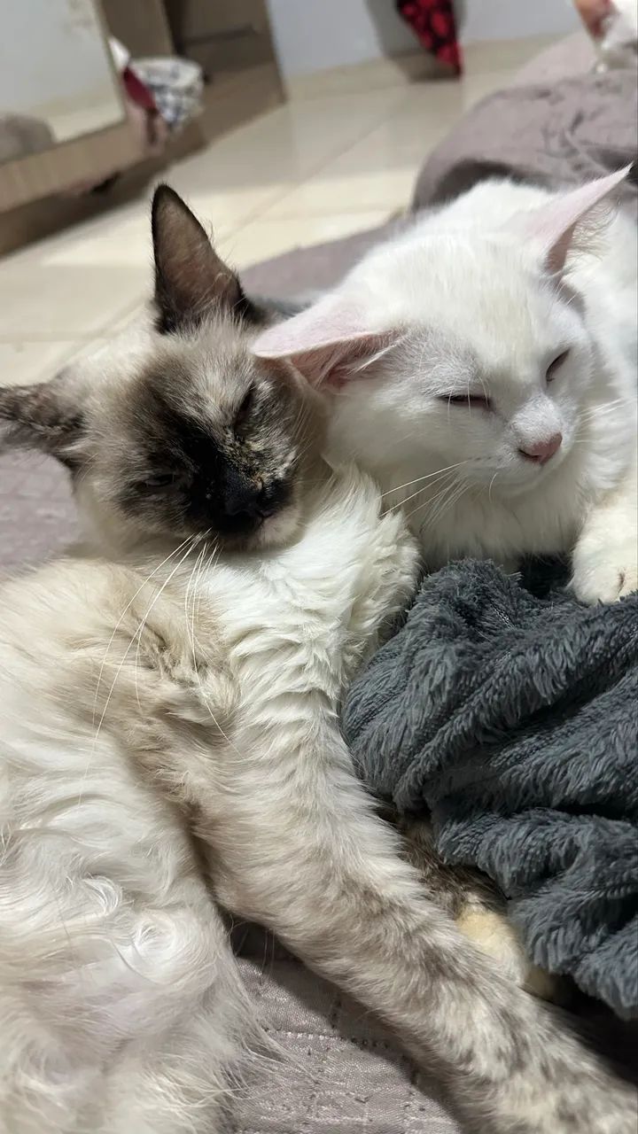 Últimos Ragdool com angora turco  - Foto 3