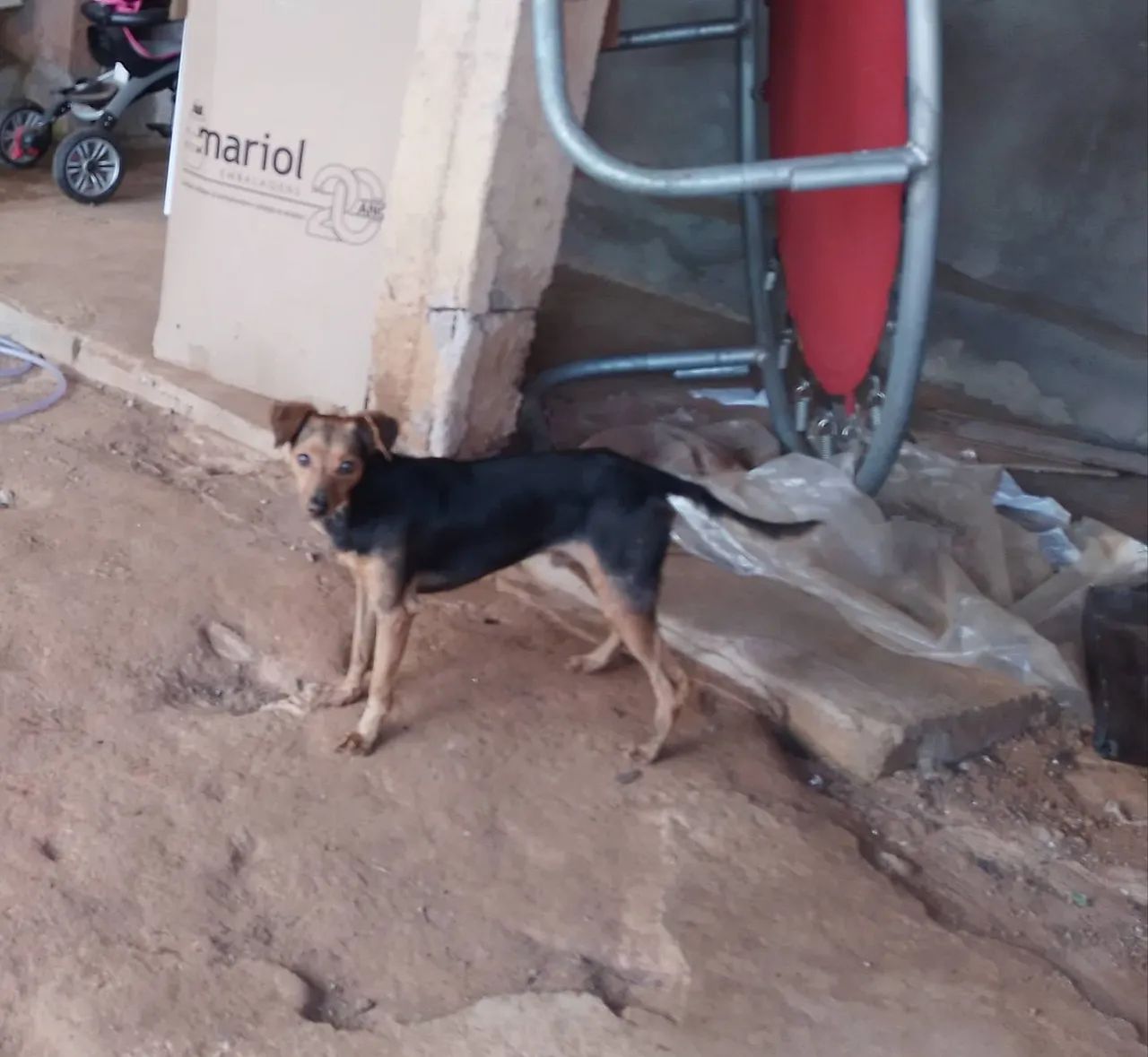 Cachorro Pincher 