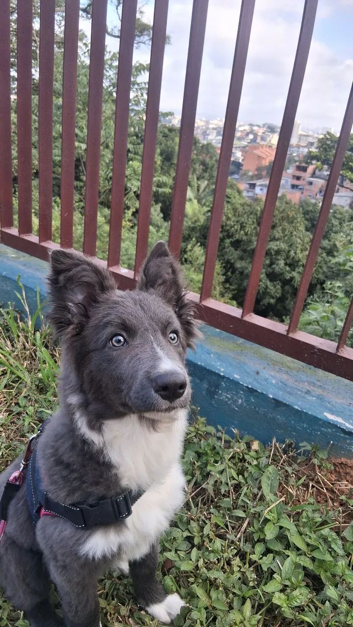 Border Collie - Macho - Foto 2
