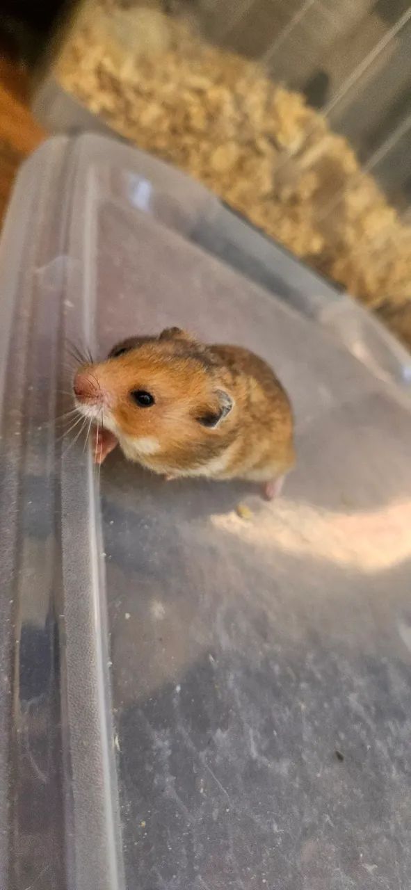 Hamster ? sírios disponíveis! - Foto 5