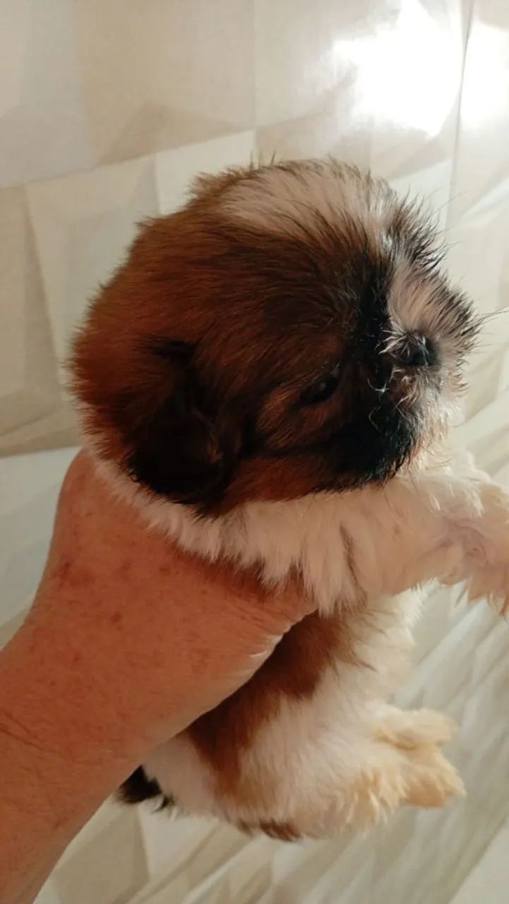 Femeas e machos de shih-tzu  - Foto 2