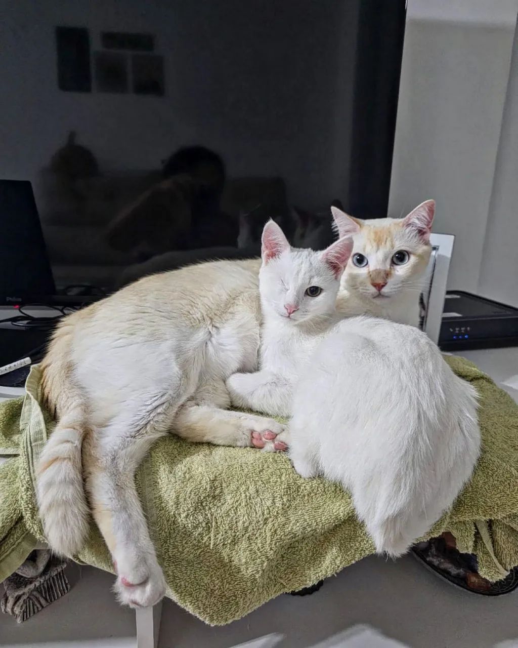 Hospedagem para cães e gatos  - Foto 2