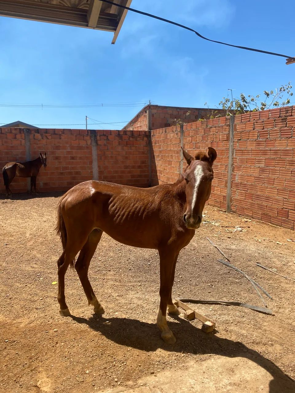 Vendo cavalo