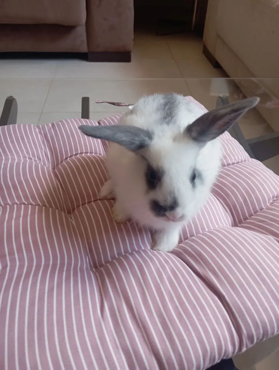 Lindos coelhinhos à venda  - Foto 6