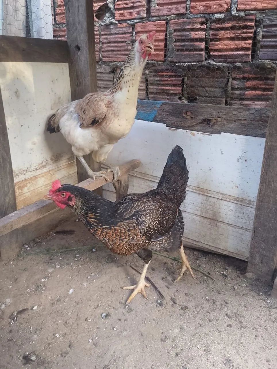 Galinha Caipira - Foto 4