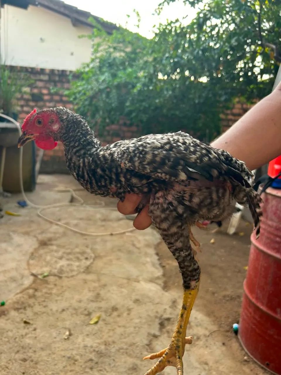Frango caipira  - Foto 3