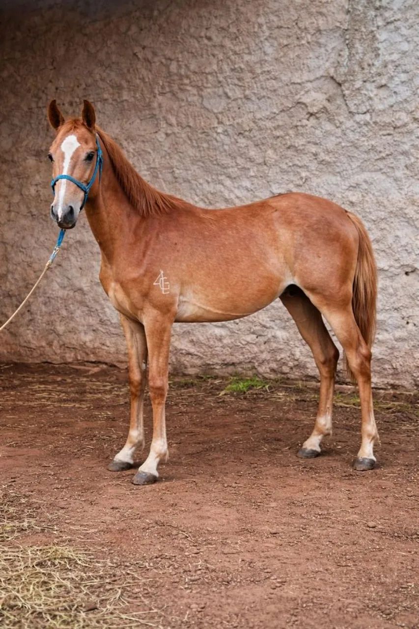 Vendo cavalos e éguas de marcha PICADA alguns em até 30 parcelas a partir dos 10 mil  - Foto 6