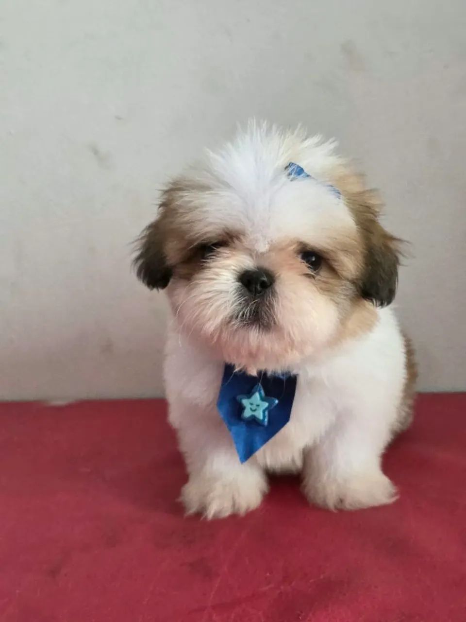 Lindo shihtzu macho  - Foto 2