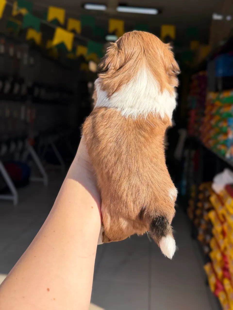Shihtzu MACHO  - Foto 2