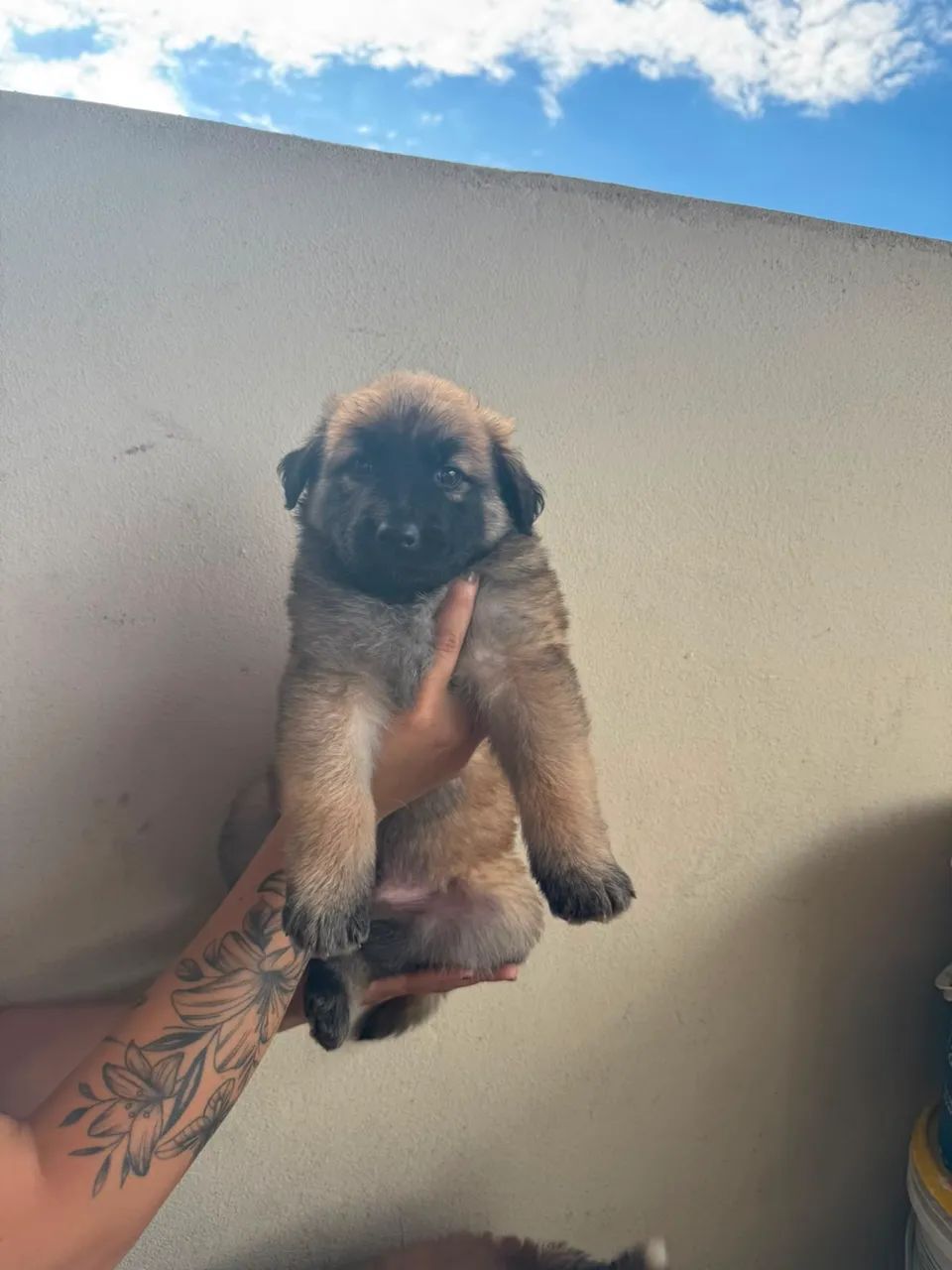 FILHOTES DE PASTOR MALINOIS - Foto 2