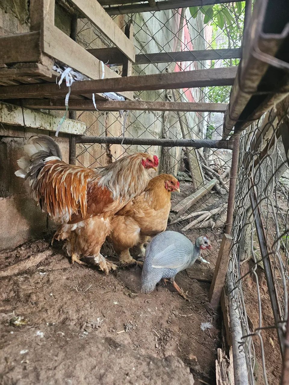 Casal Brahma Lemon  - Foto 3