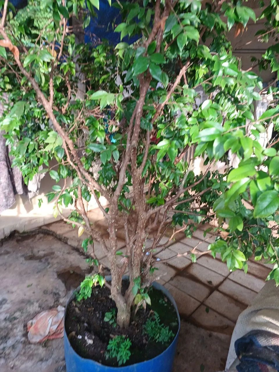 Pé de jaboticaba produzindo 