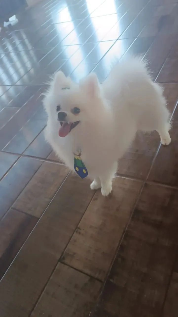 Troca de cachorro  - Foto 3