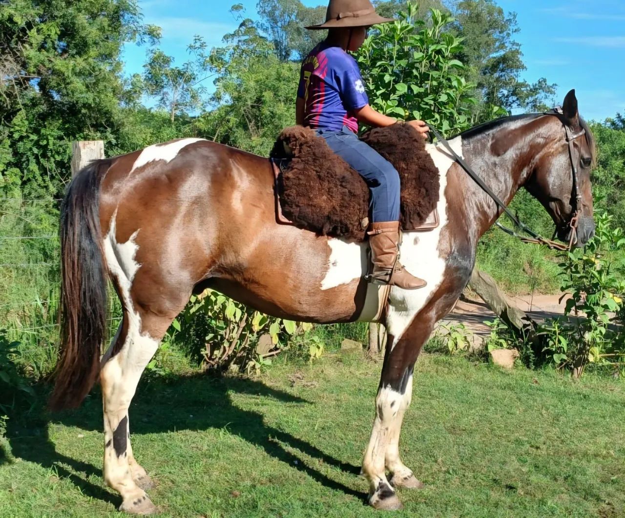 Tobiano castrado muito mansinho e enorme - Foto 6