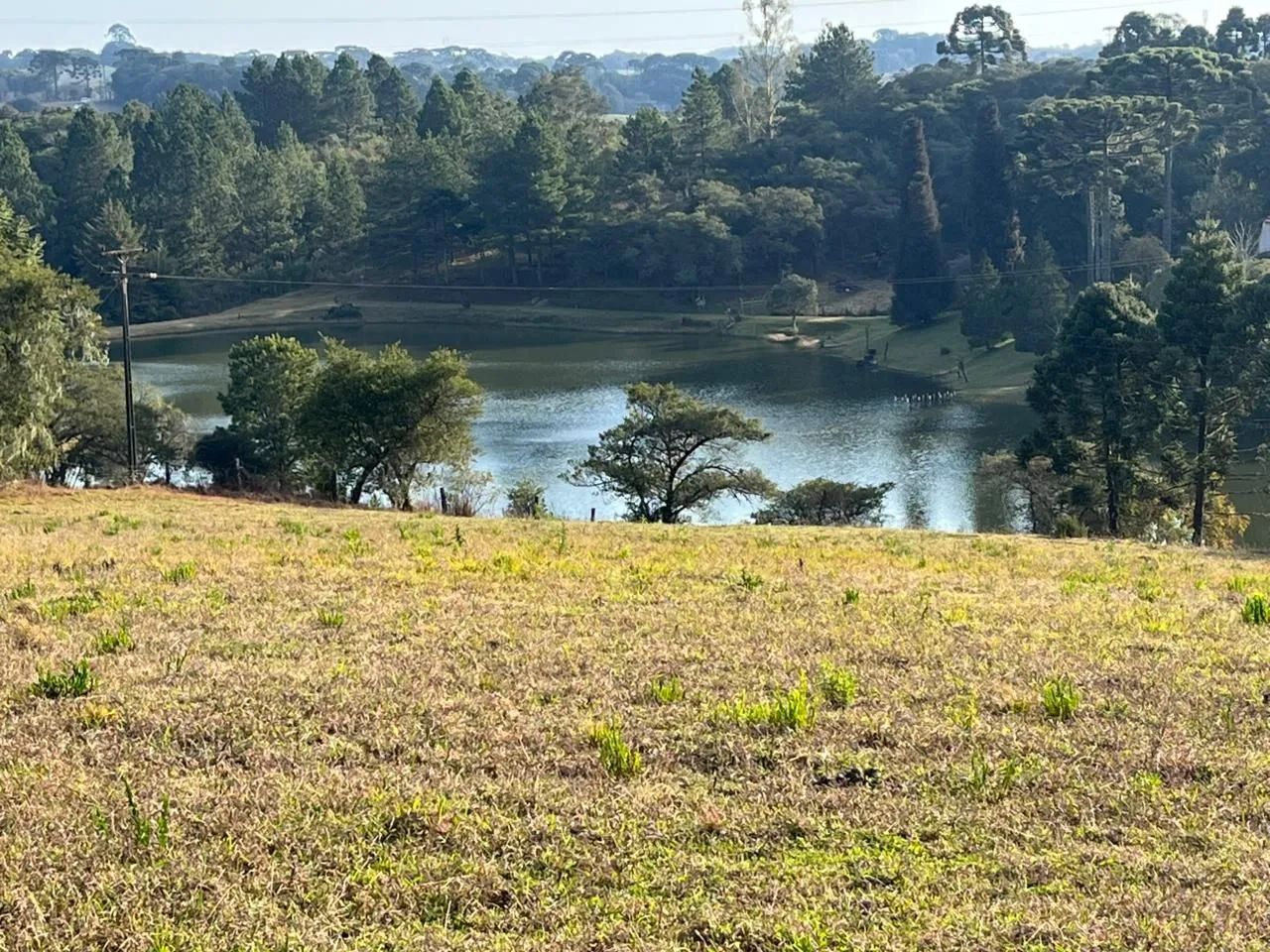 Foto - São José dos Pinhais - Ipê