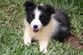 Border Collie O parceiro