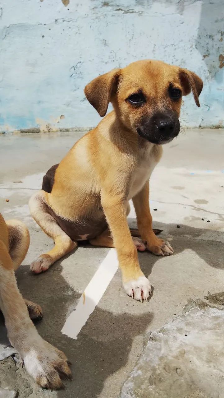 Adoção fêmea  - Foto 4