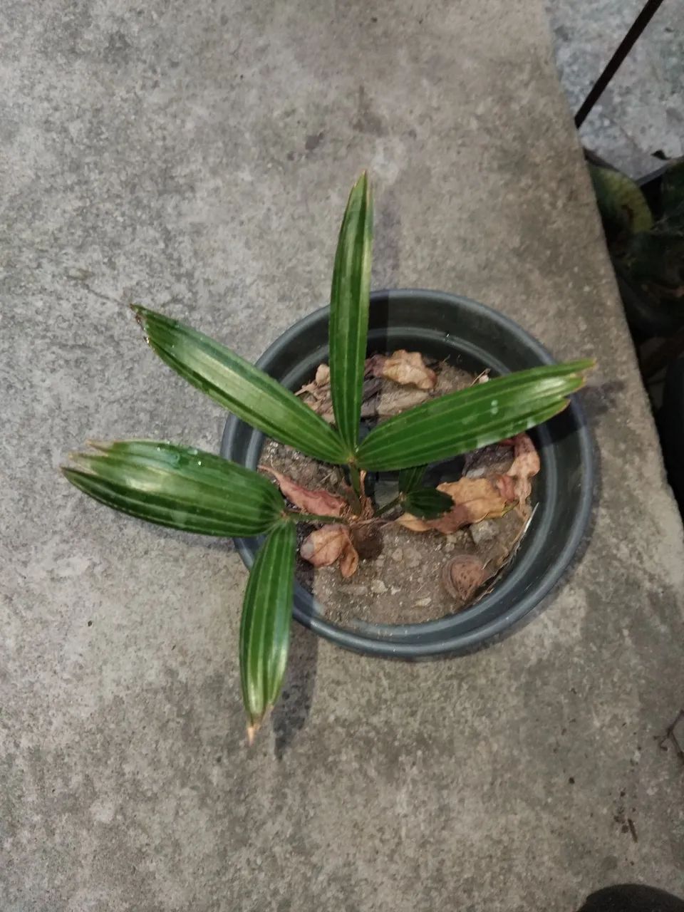Mini coquerinho - Foto 2