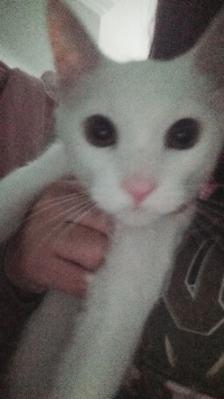 DOAÇÃO GATINHA FÊMEA  - Foto 2