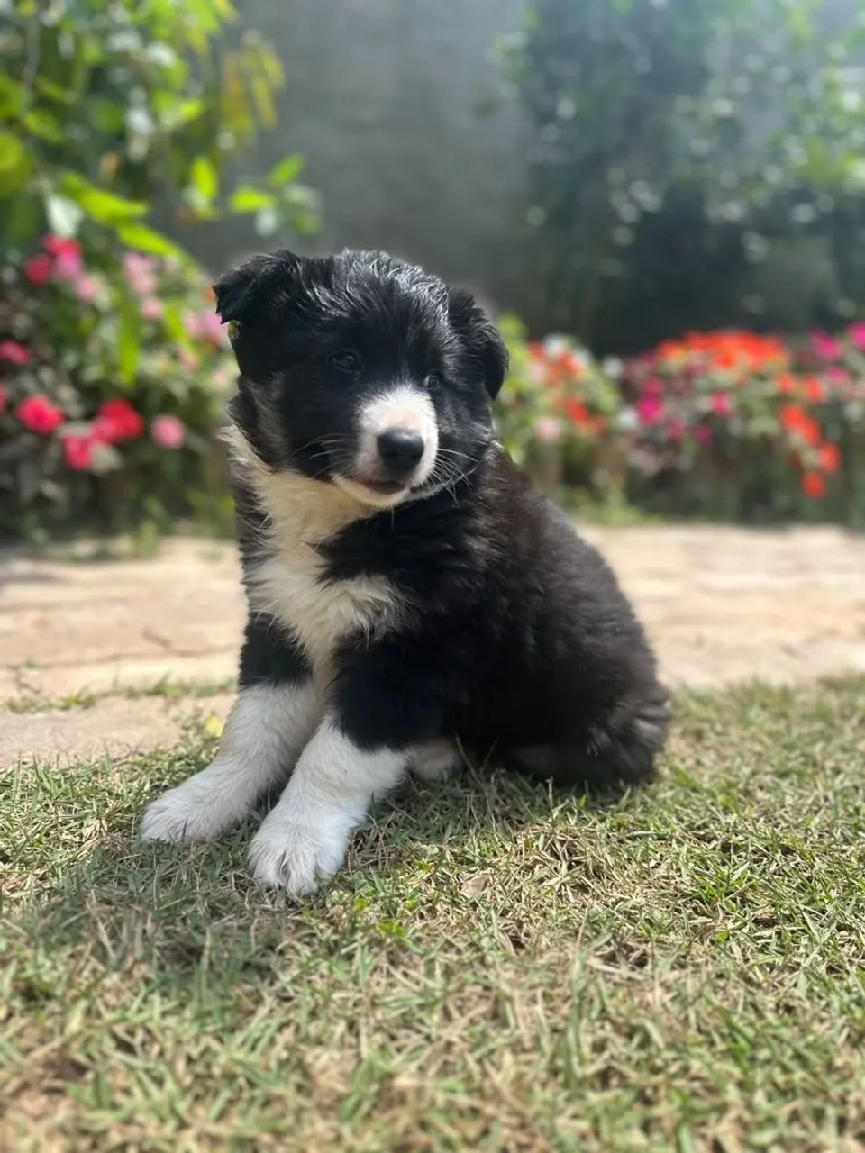 Border Collie Macho pelos longo  - Foto 3