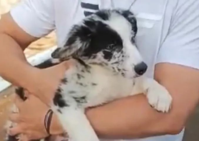 Border collie inteligencia e energia para sua familia 