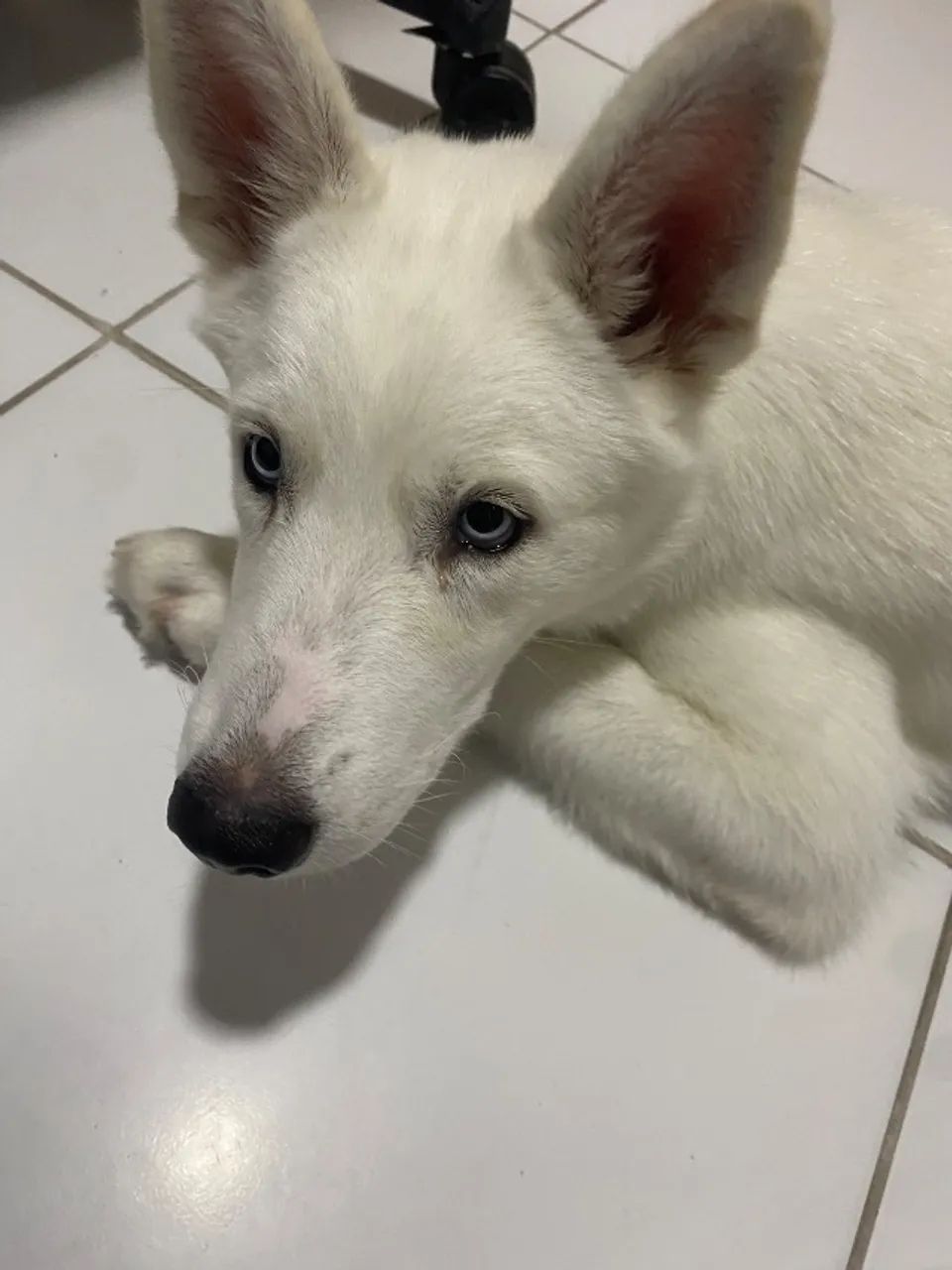 Husky 4 meses - Foto 2