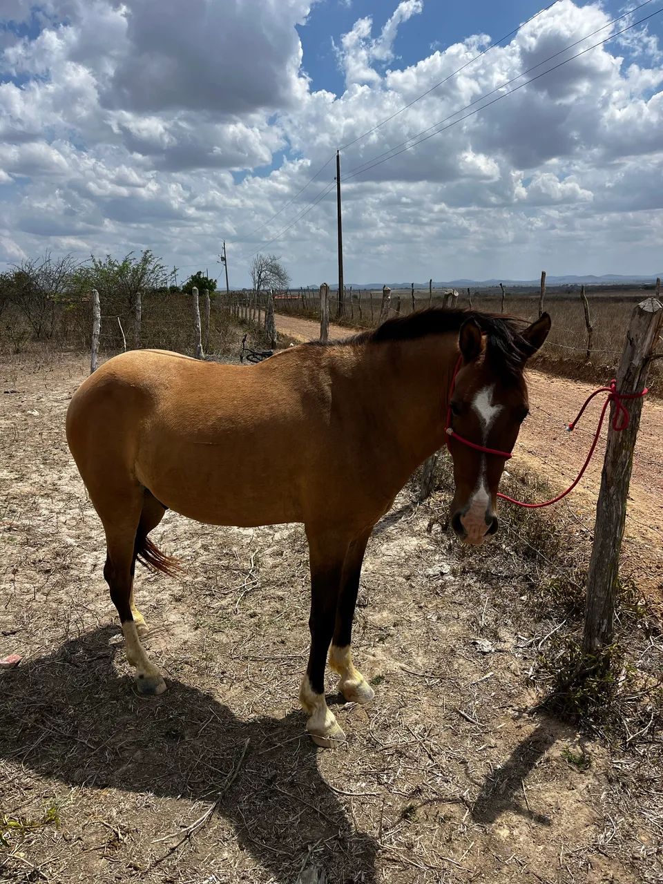 Cavalo - Foto 3