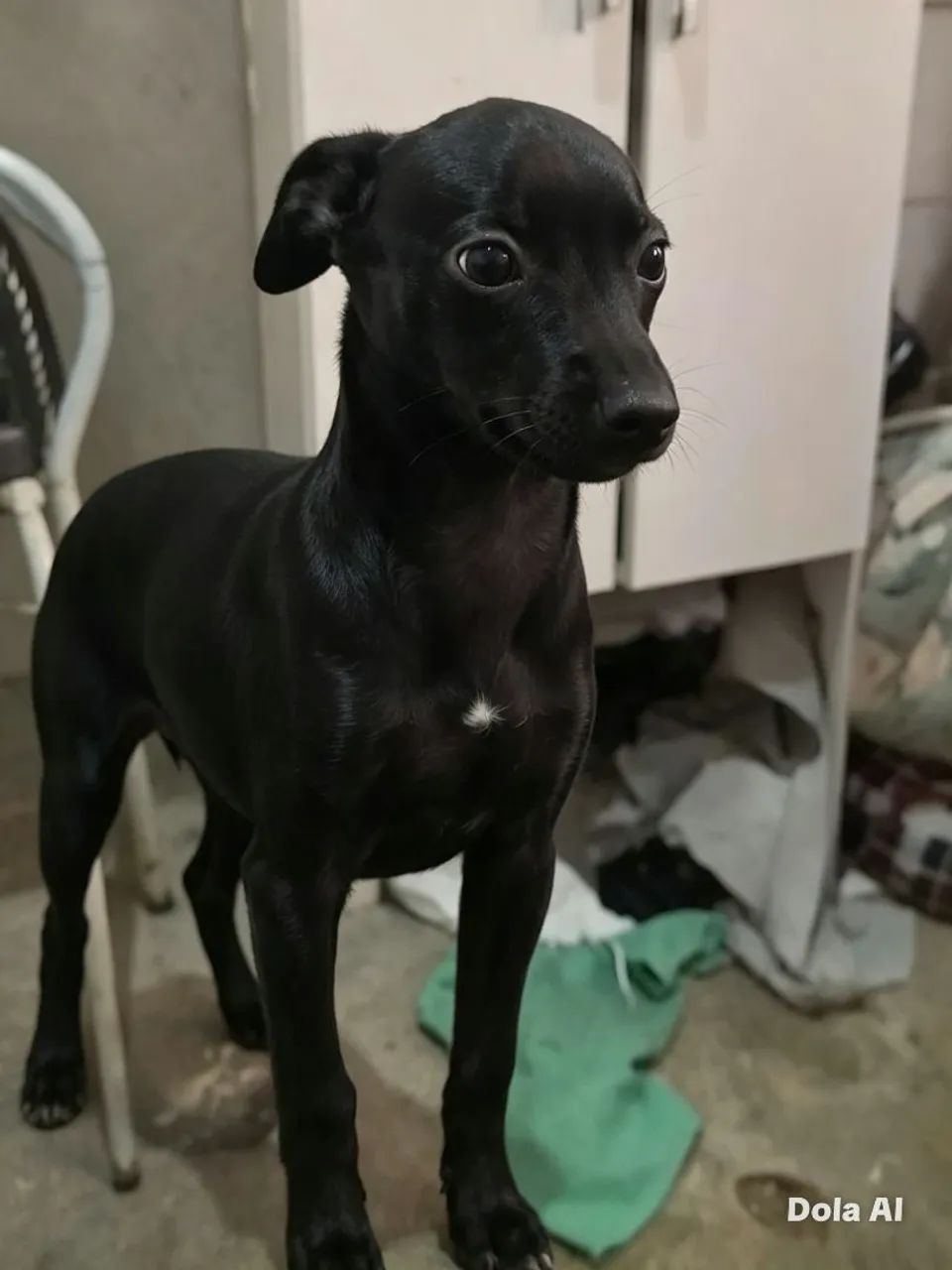 Pinscher - Foto 3
