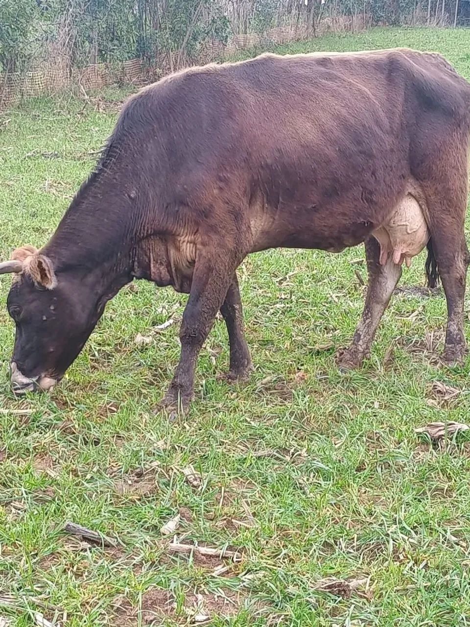 Vaca 