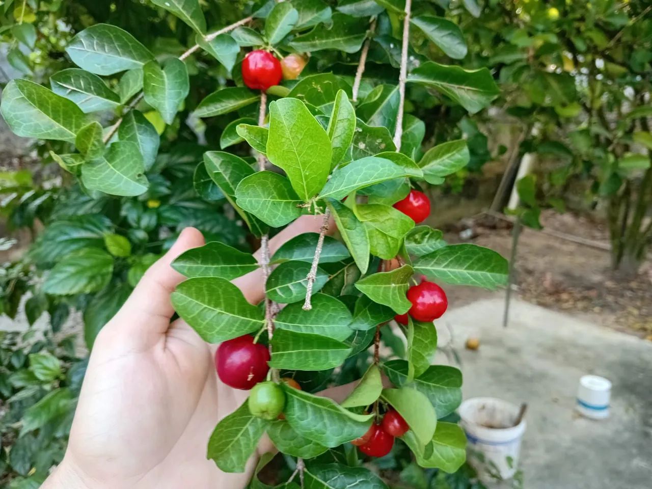 Mudas de Acerola ? - Foto 4