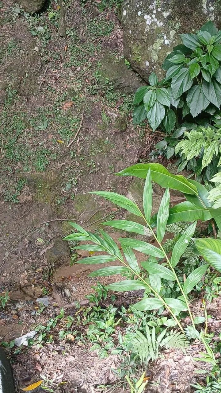SÍTIO A VENDA em CAMBORIÚ  - Foto 4