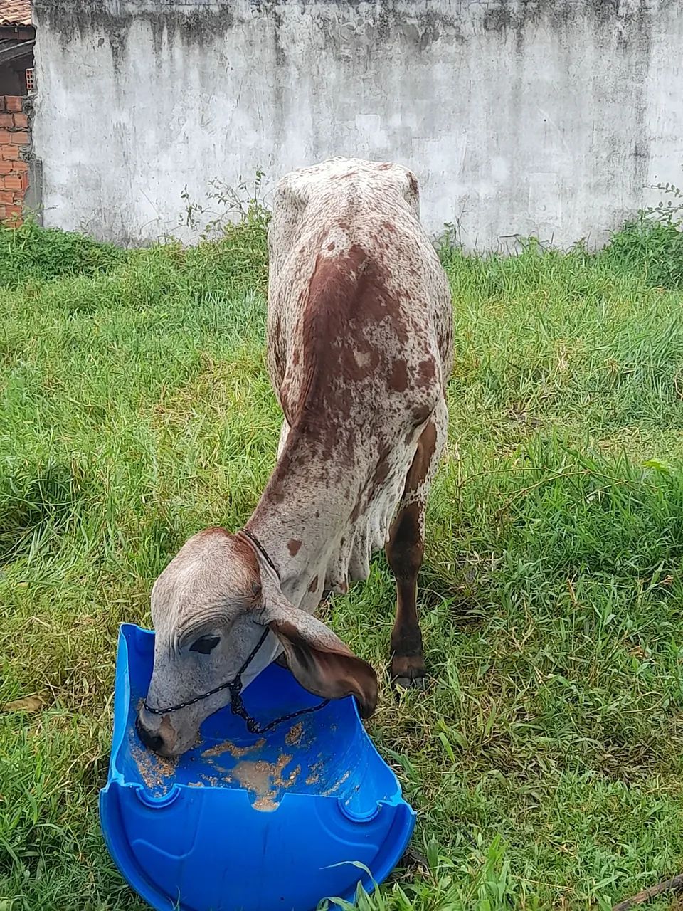 Bezerro pra vender 