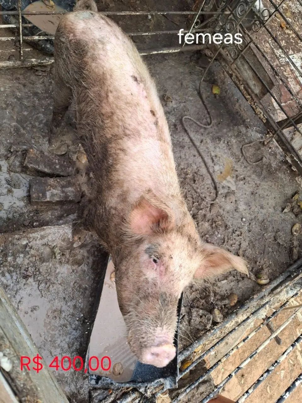 Venda de Animais de Fazenda - Foto 6