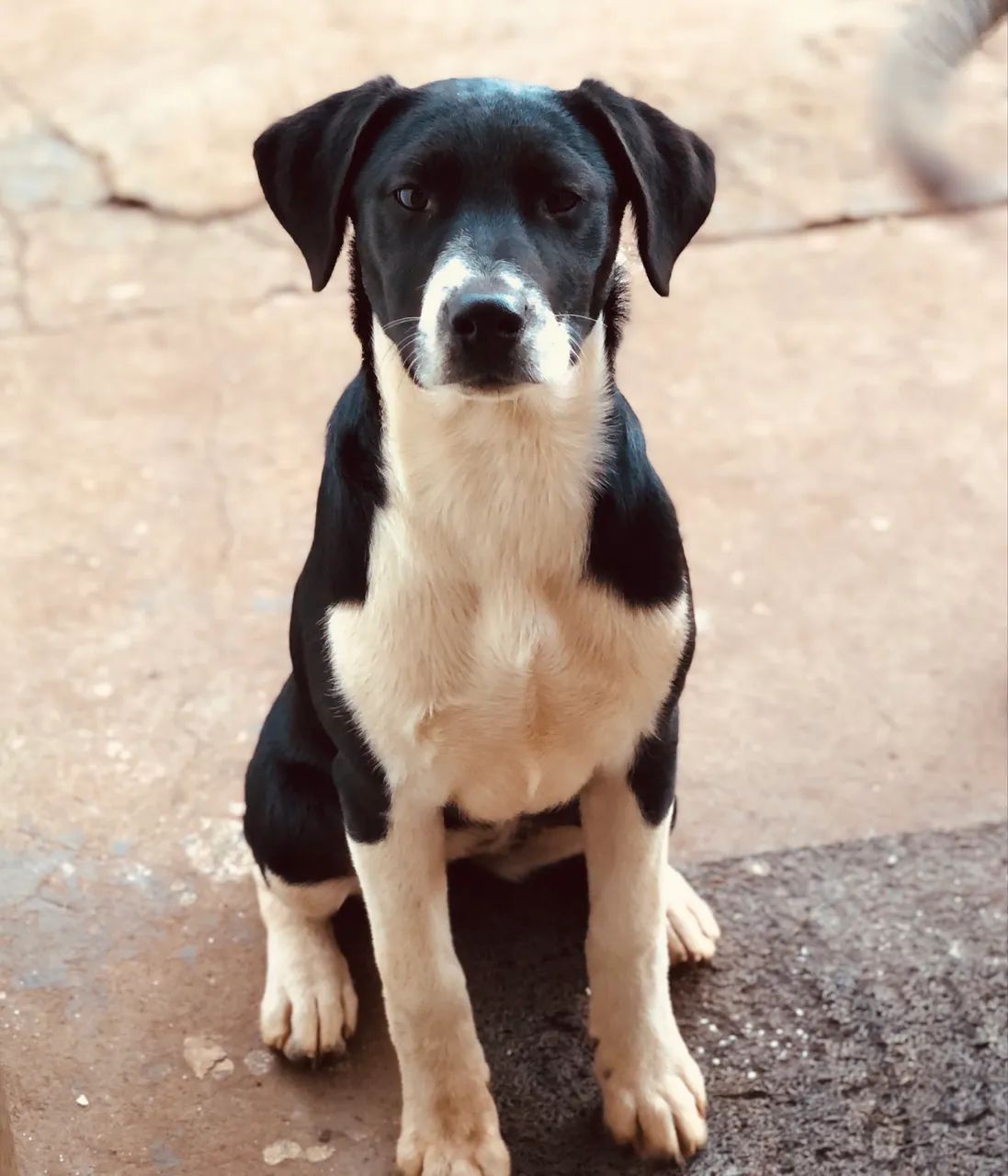 Doa- se cachorro - Foto 2