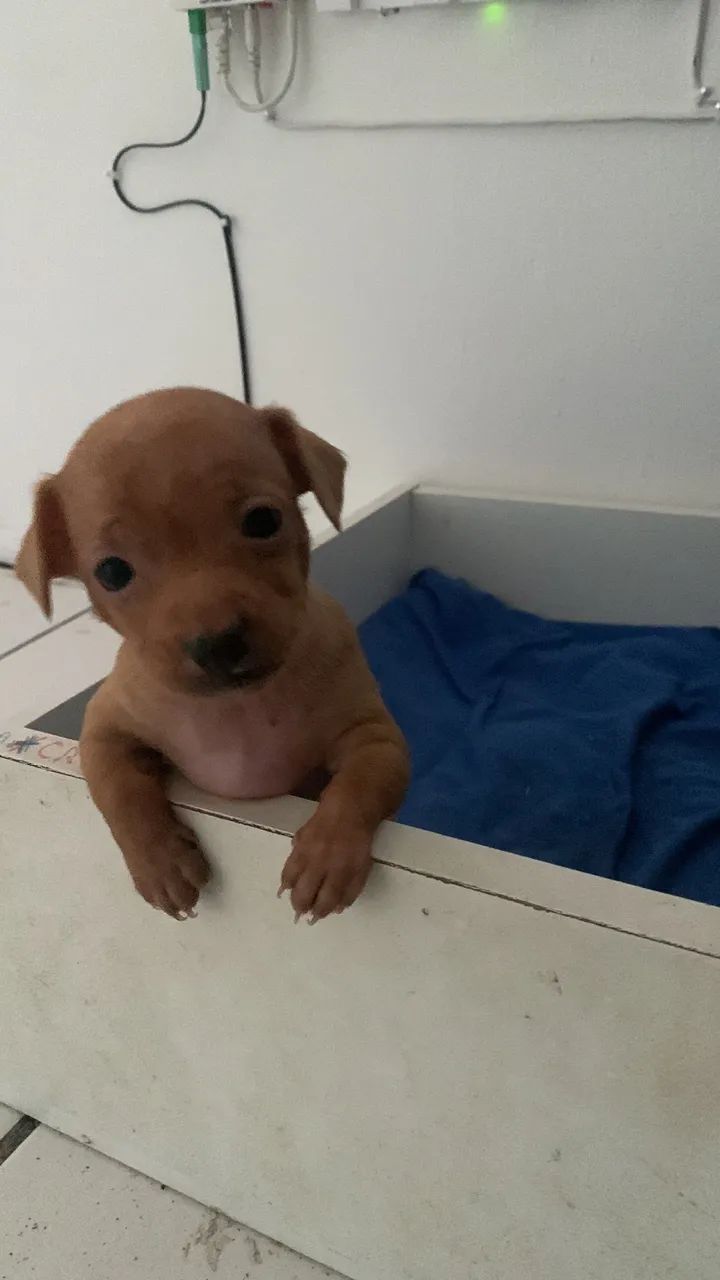Cachorrinha 