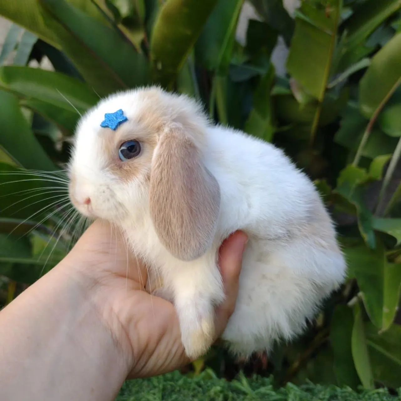 Mini Lop Uruguaio  - Foto 4