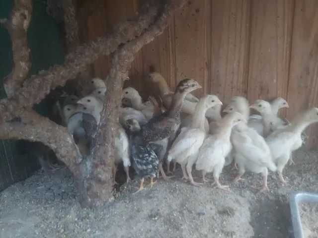 Pintinhos