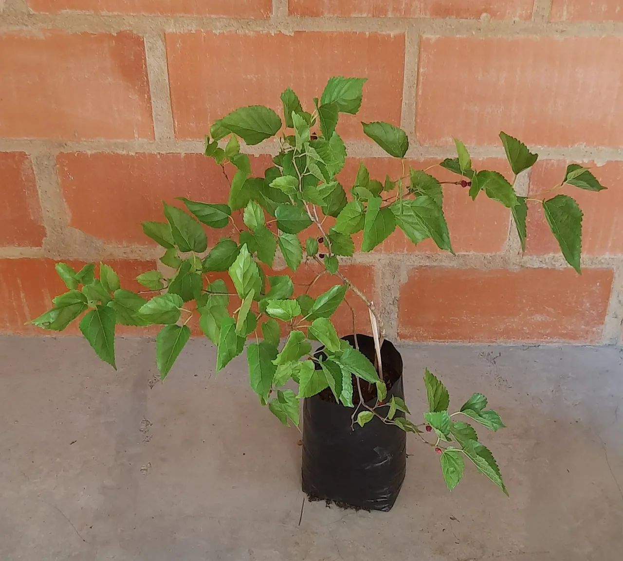 Muda de amora  - Foto 2